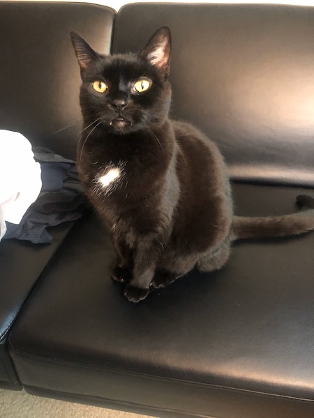 black cat sitting on black couch