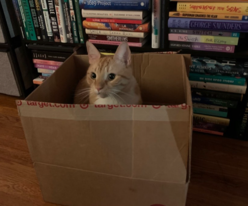 orange cat in a cardboard box; photo by Liberty Hardy