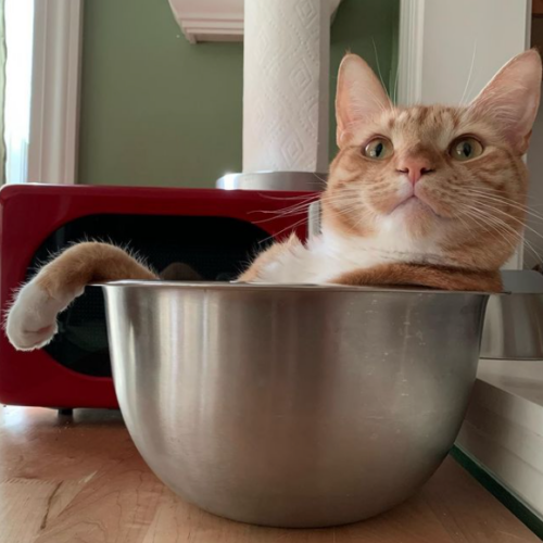 orange cat in a silver bowl; photo by Liberty Hardy