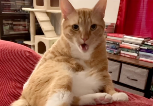 an orange cat with its mouth open; photo by Liberty Hardy