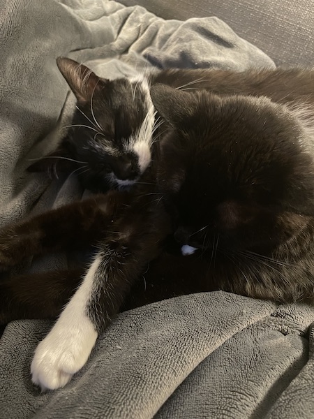 two black cats snuggling on a gray blanket with their paws stretched out