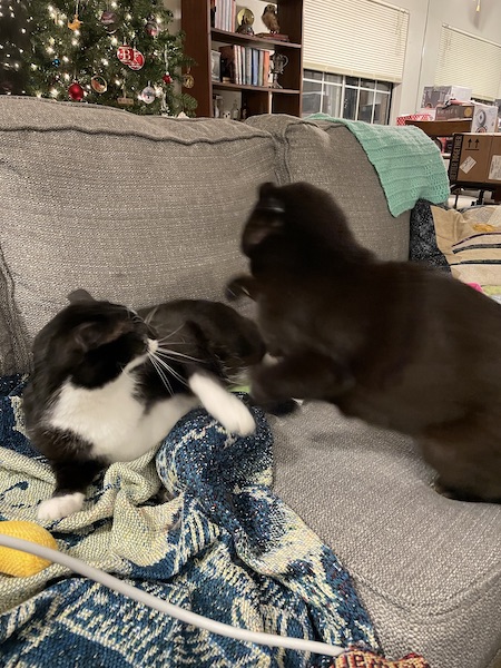 black cat jumping on a black and white cat