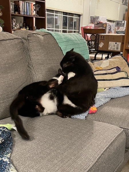 black cat and black and white cat wrestling on a gray couch