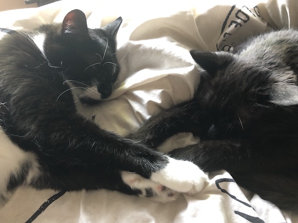 black and white cat and black cat laying on a bed holding paws