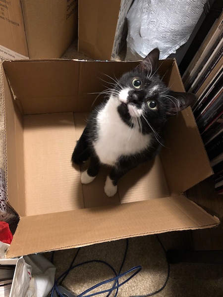 black and white cat sitting in a cardboard box looking up at camera