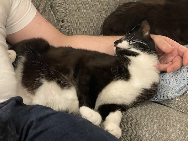black and white cat laying on its side and pushing its paws on a person's leg