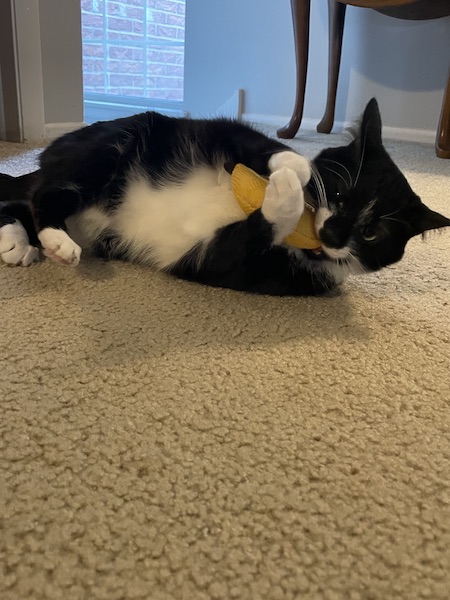 black and white cat playing with a cat toy that looks like a banana