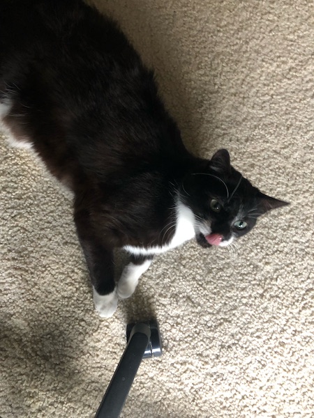 black and white cat on floor with tongue out