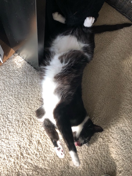 black and white cat laying on the floor on his back with tongue sticking out