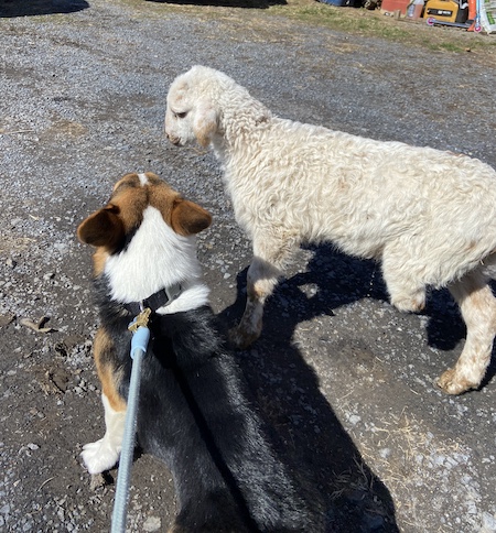 Corgi puppy looking at a lamb