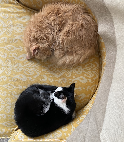 one orange cat and one black and white cat sleeping on a yellow chair.