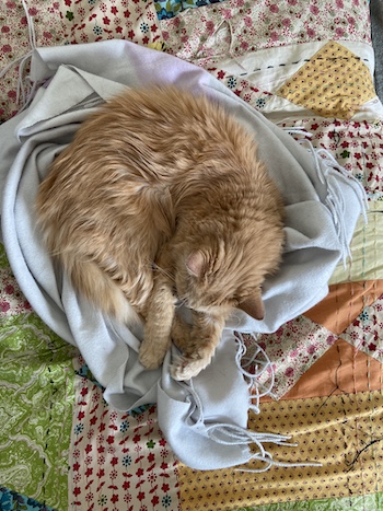 orange cat curled in scarf and on a multi-colored blanket