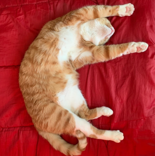 Red blanket, orange kitty; photo by Liberty Hardy