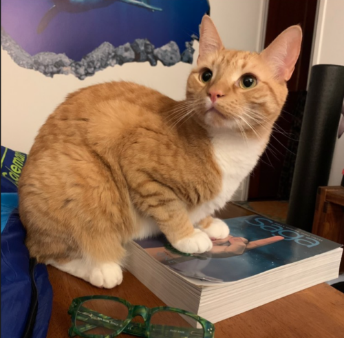 orange cat standing on a book; photo by Liberty Hardy