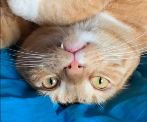 upside down orange cat; photo by Liberty Hardy
