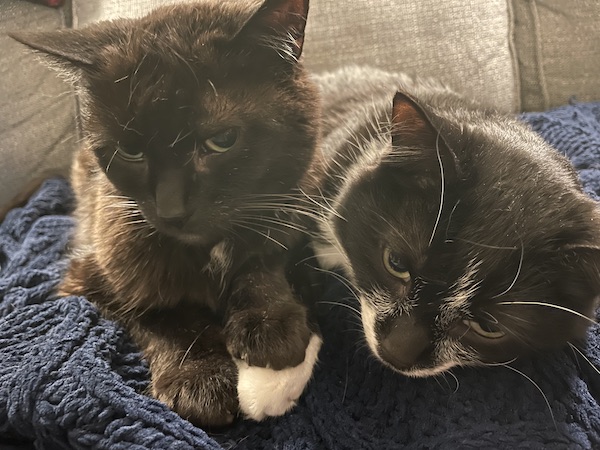 two black cats next to each other, with one cat's paw on top of the other cat's paw