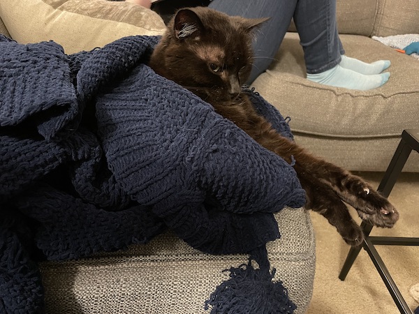 black cat wrapped in a dark blue blanket with its front paws outstretched