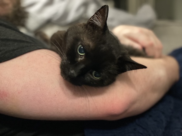 man holding a black cat that is resting its head on the man's arm