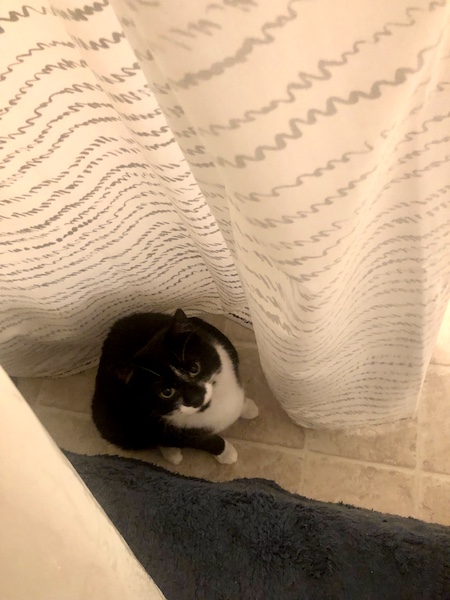 black and white cat standing between a tub and the shower curtain