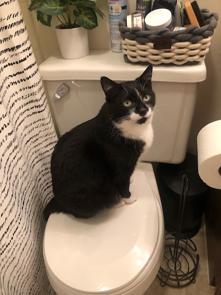 black and white cat sitting on a white toilet seat