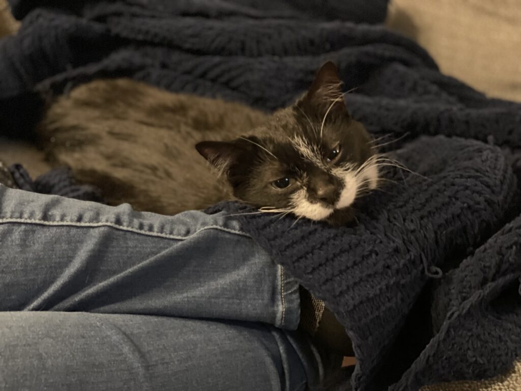 black and white cat resting its head on a person's feet