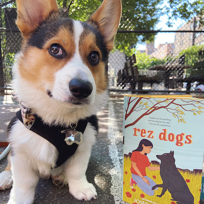 a corgi puppy sitting next to the book Rez dogs by Joseph Bruchac