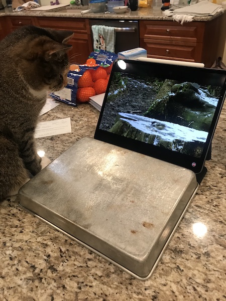 cat sitting on counter watching a video on an iPad