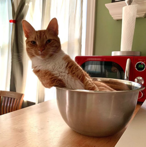 orange cat in silver bowl; photo by Liberty Hardy