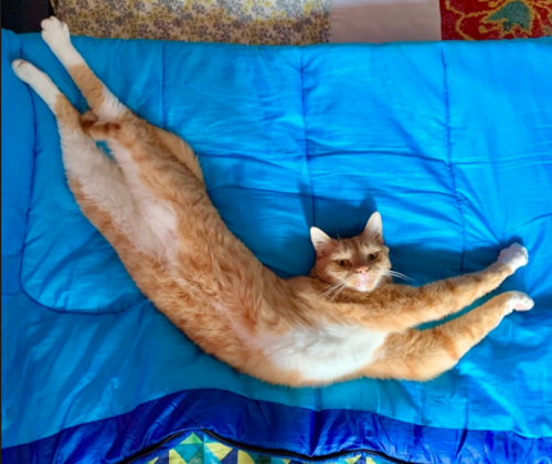 orange cat stretched out on a blue blanket; photo by Liberty Hardy