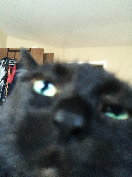 blurry close-up photo of a black cat's face