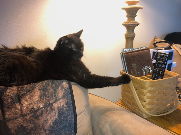 black cat laying on the back of a couch with its paw stretched out and resting on a basket