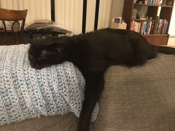 black cat stretched out on the back of a couch with its left arm hanging off the edge