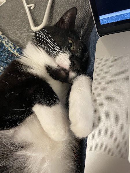 closeup of black and white cat laying on its side