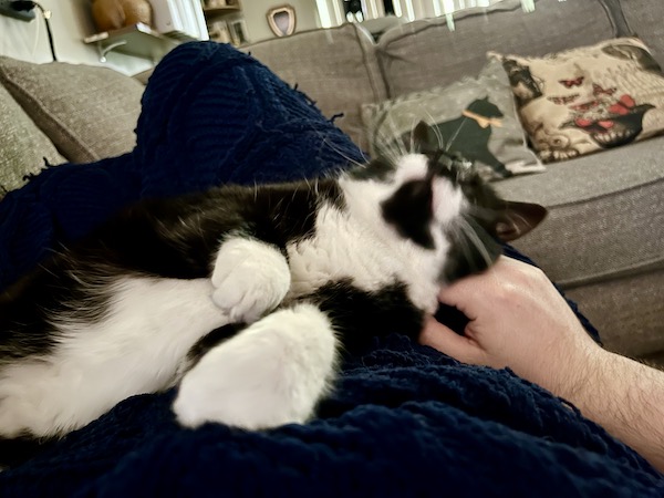 black and white cat stretched out on a person's lap, with a hand petting the cat from the right side of the photo