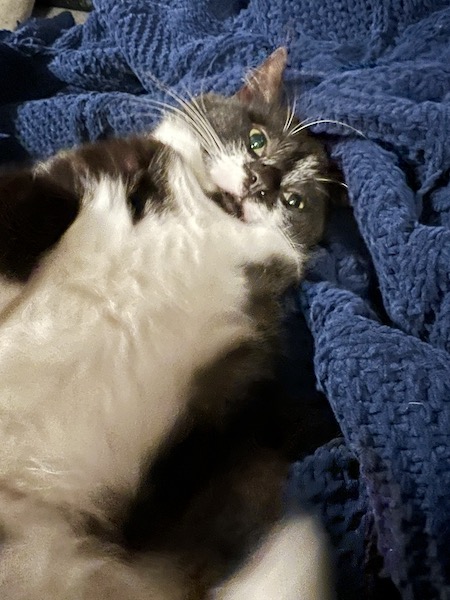 black and white cat laying on his back on a blue blanket