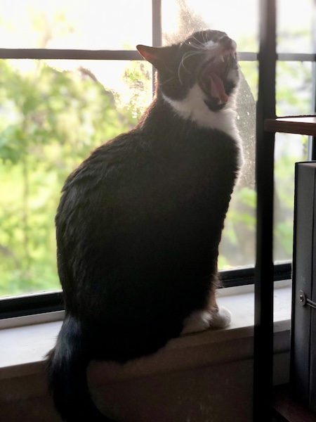 black and white cat yawning in front of a window