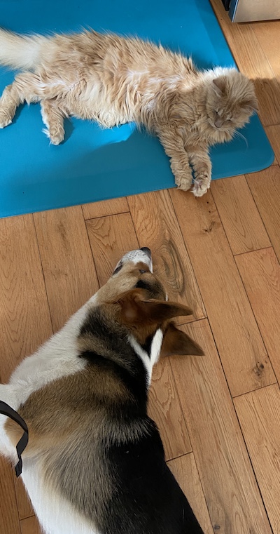 fluffy orange cat and multi colored corgi lying next to each other