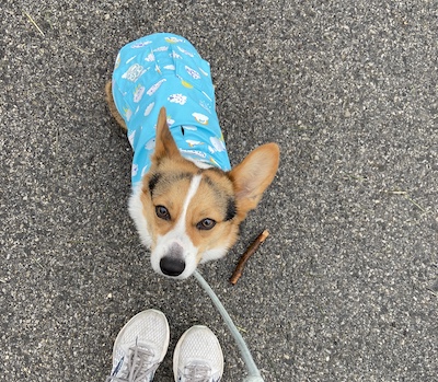 corgi in a blue doggie jacket