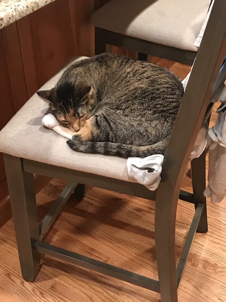 brown tabby cat curled up on a kitchen chair