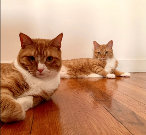 Two orange cats sitting on a hardwood floor; photo by Liberty Hardy