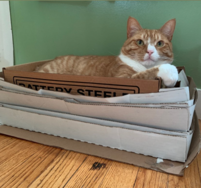 orange cat sitting on a stack of cardboard; photo by Liberty Hardy