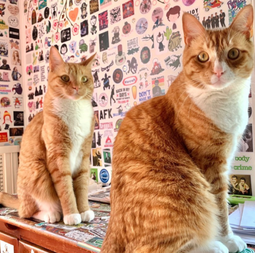 two orange cats sitting on a desk; photo by Liberty Hardy