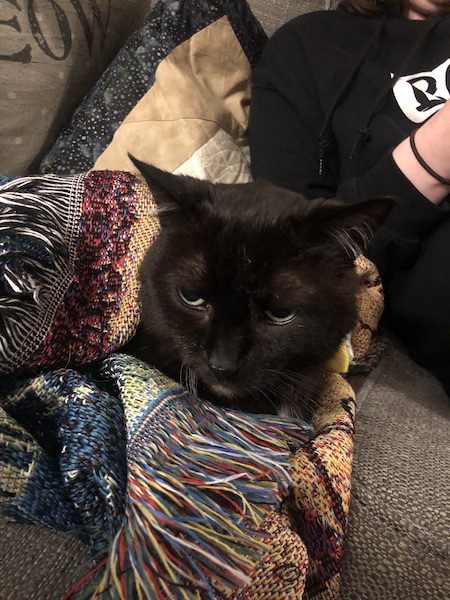 black cat wrapped in colorful blanket with only the head visible