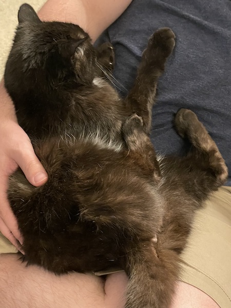 black cat curled up in a man's lap, with all four of its paws resting on the man's stomach