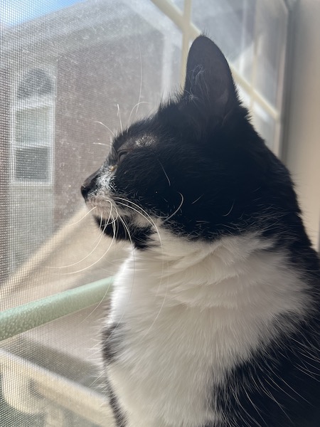close up of a black and white cat looking out a window