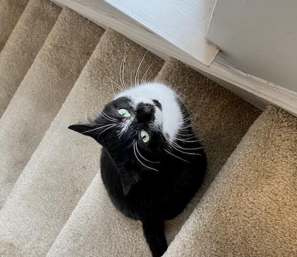 black and white cat sitting on stairs looking up at the camera