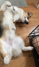 One-year-old corgi lying on his back and giving you the side eye.