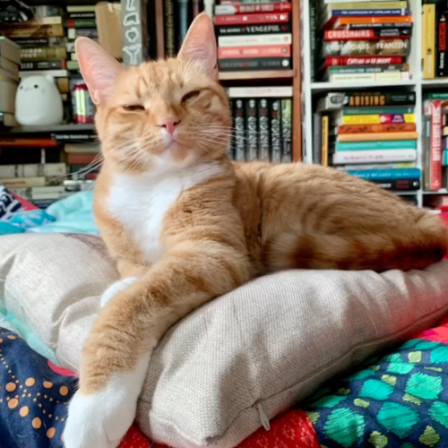an orange cat who appears to be smiling sitting on a tan pillow; photo by Liberty Hardy 