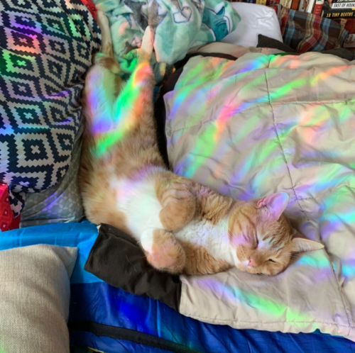 orange cat on a tan blanket with a rainbow prism reflection over the image; photo by Liberty Hardy