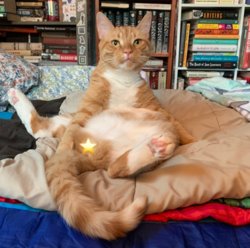 orange cat sitting up on a bed like a human